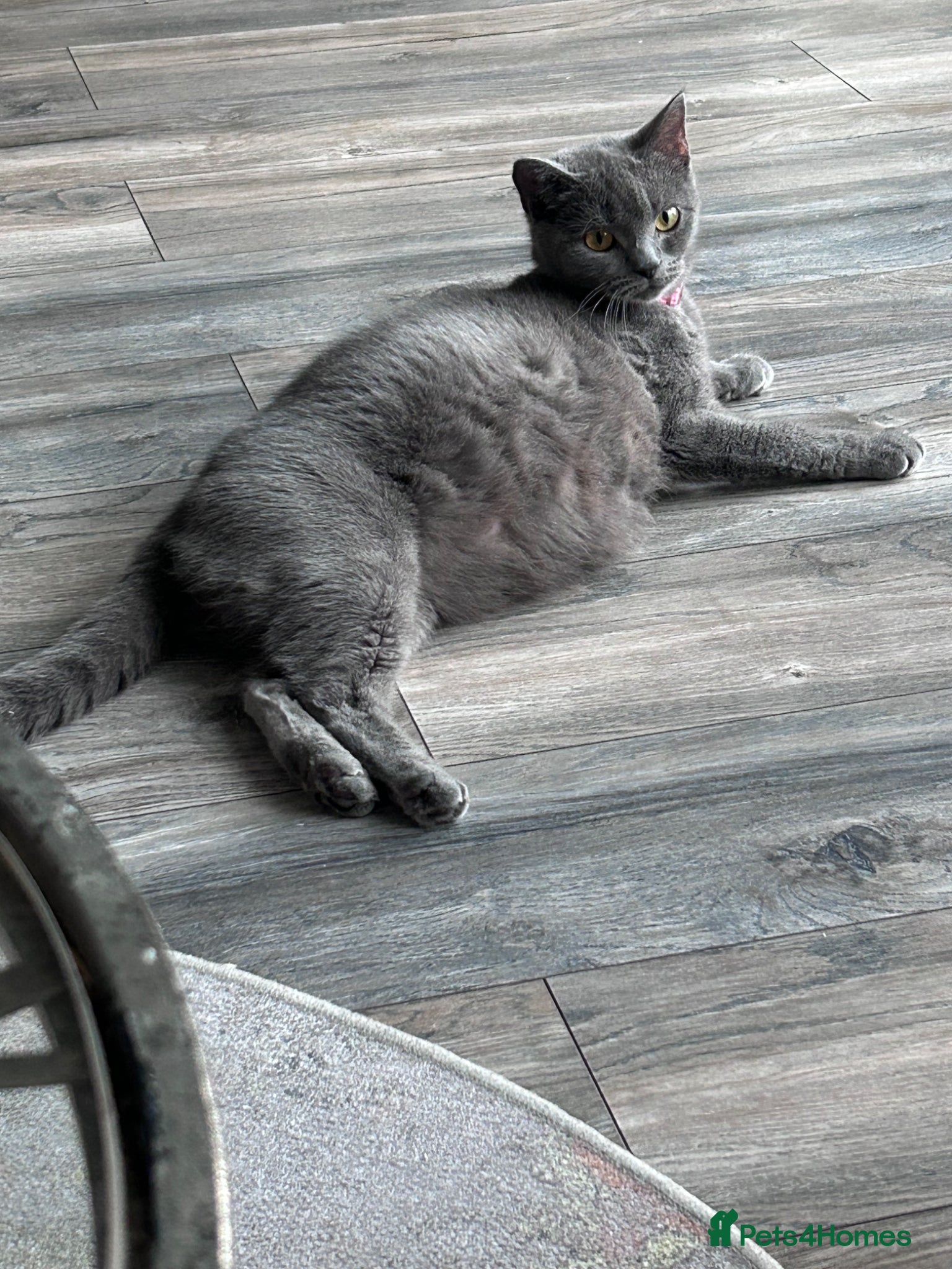 British Shorthair cats for sale: 5 British shorthair kittens  - Advert 35