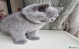 British Shorthair cats for sale: Last 2 Kittens Lilac & Blue Healthy GCCF Pedigree  - Image 11