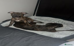 Staffordshire Bull Terrier dogs for sale: Loki - Brindle Staffie - Image 2