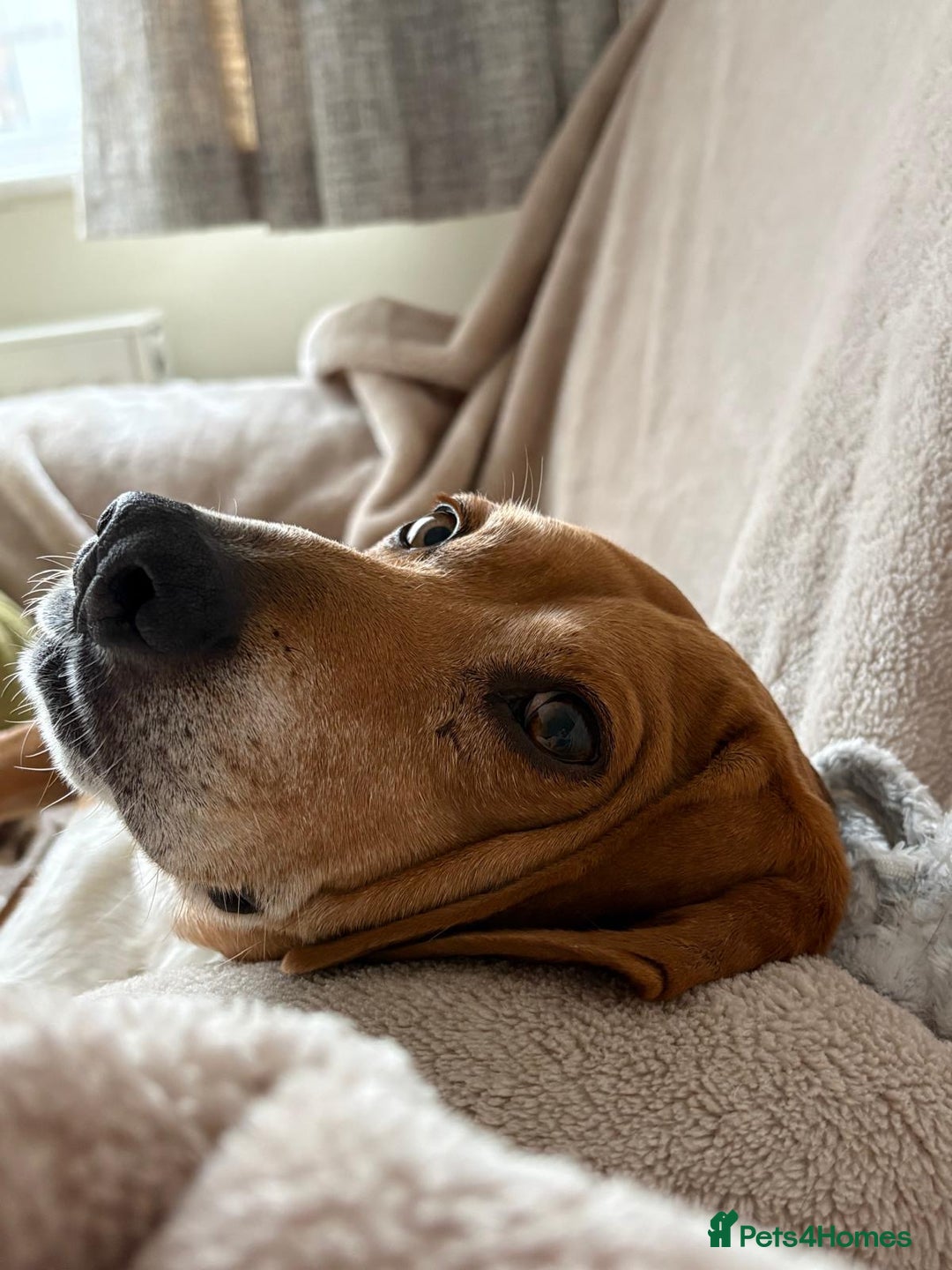 Mixed Breed dogs for adoption: Jojo handsome Beagle cross  - Image 7