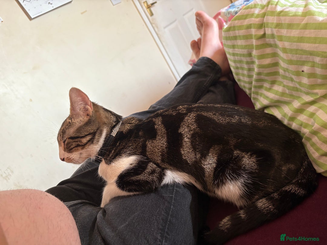 Domestic Shorthair cats for sale: Female 3years old - Image 2