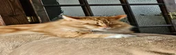 Maine Coon cats for sale: Full Maine Coon kittens  - Advert 7
