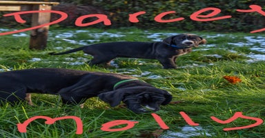 Great Dane dogs Great dane puppies  - Advert 5