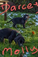 Great Dane dogs Great dane puppies - Advert 8