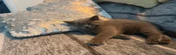 British Shorthair cats for sale: 2 confident vocal playful boys left one very big  - Advert 20