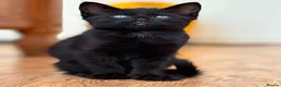 Mixed Breed cats for sale: Kittens  - Advert 4