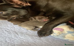 French Bulldog dogs for sale: KC French Bulldog girls puppies pure blue - Image 7