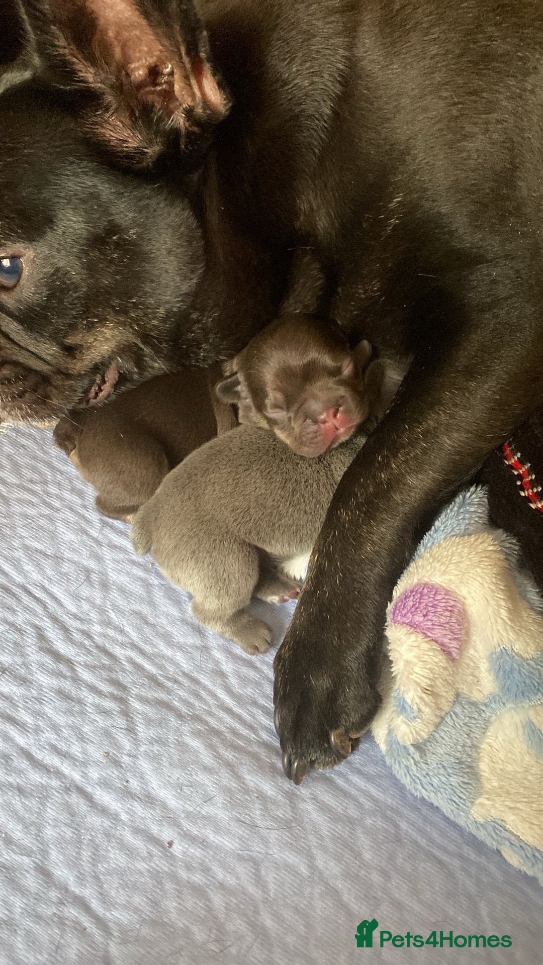 French Bulldog dogs for sale: KC French Bulldog girls puppies pure blue - Image 7