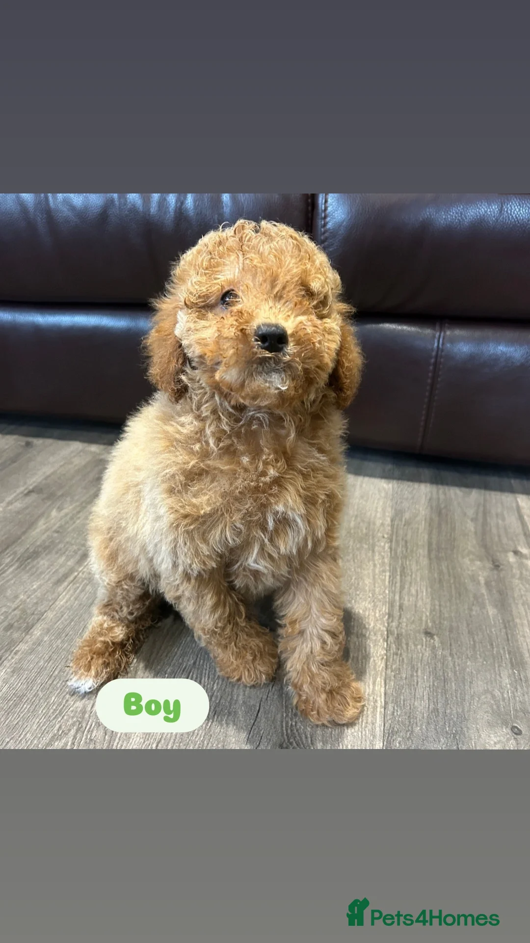 Cavapoo dogs for sale: Adorable Cavapoos ready for their new families 🐾 - Image 5