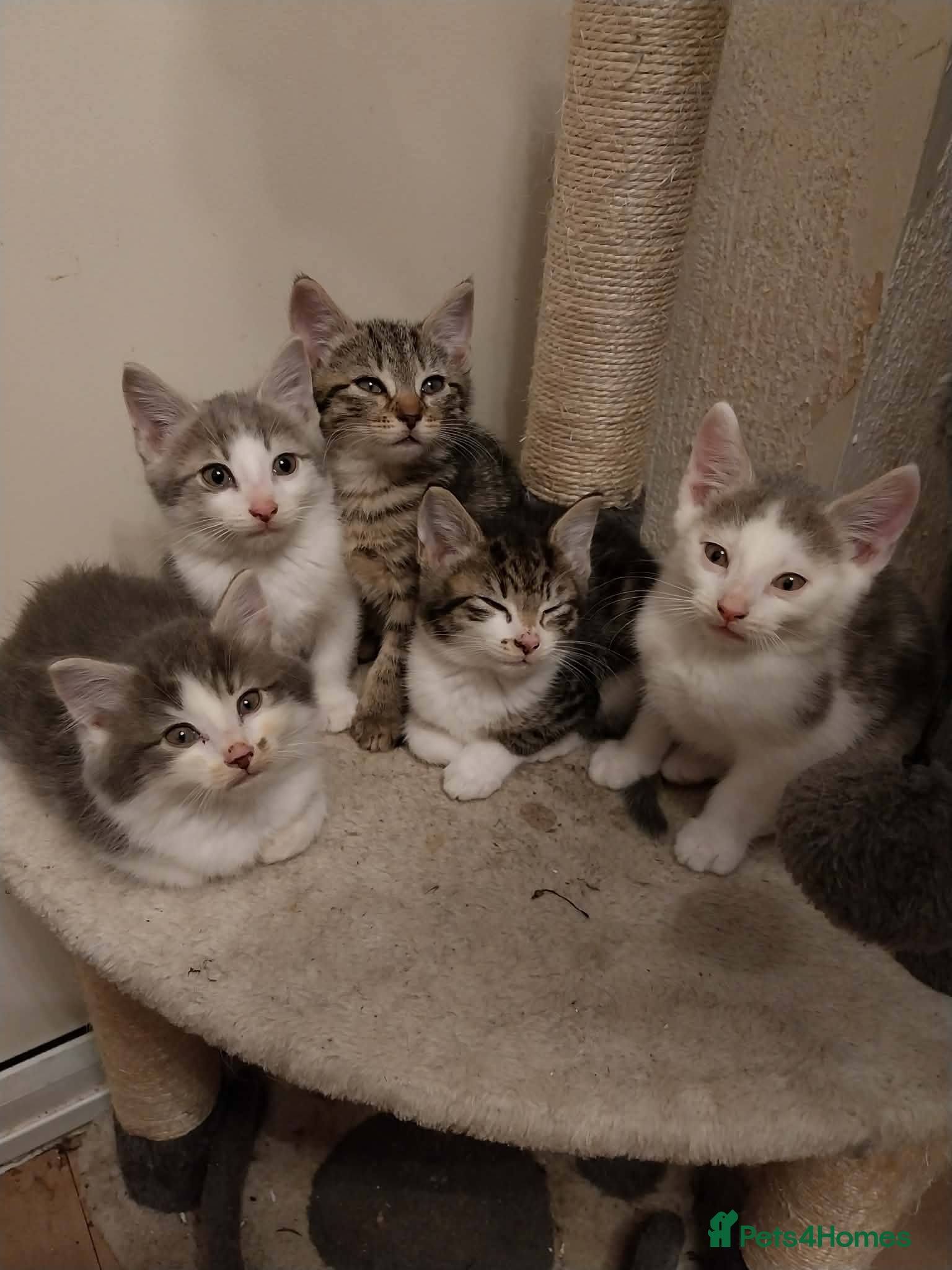 Mixed Breed cats 5 stunning kittens  - Advert 1