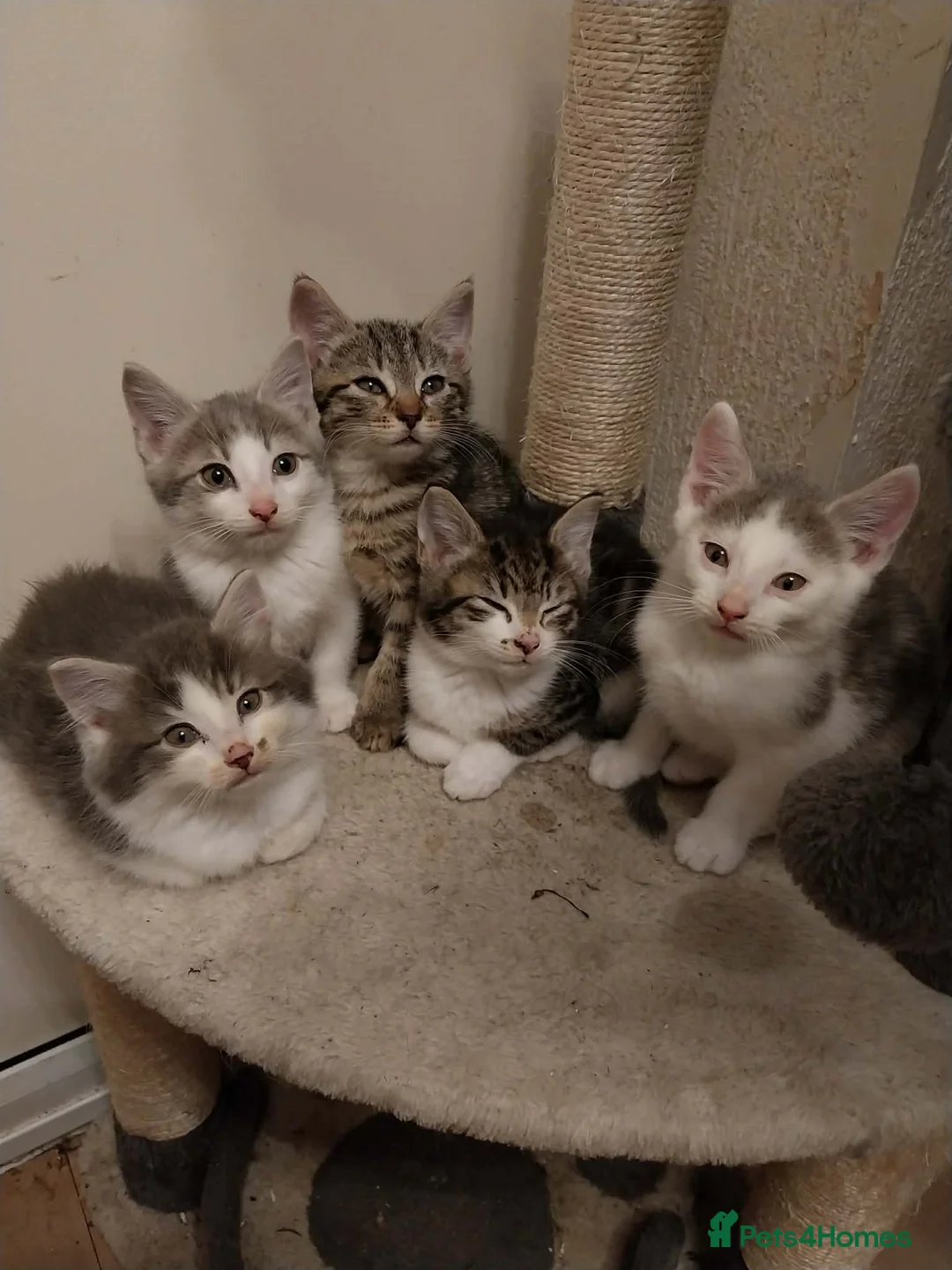 Mixed Breed cats for sale: 5 stunning kittens  - Advert 1