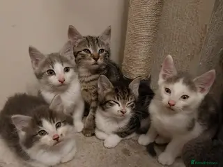 Mixed Breed cats 5 stunning kittens - Advert 1