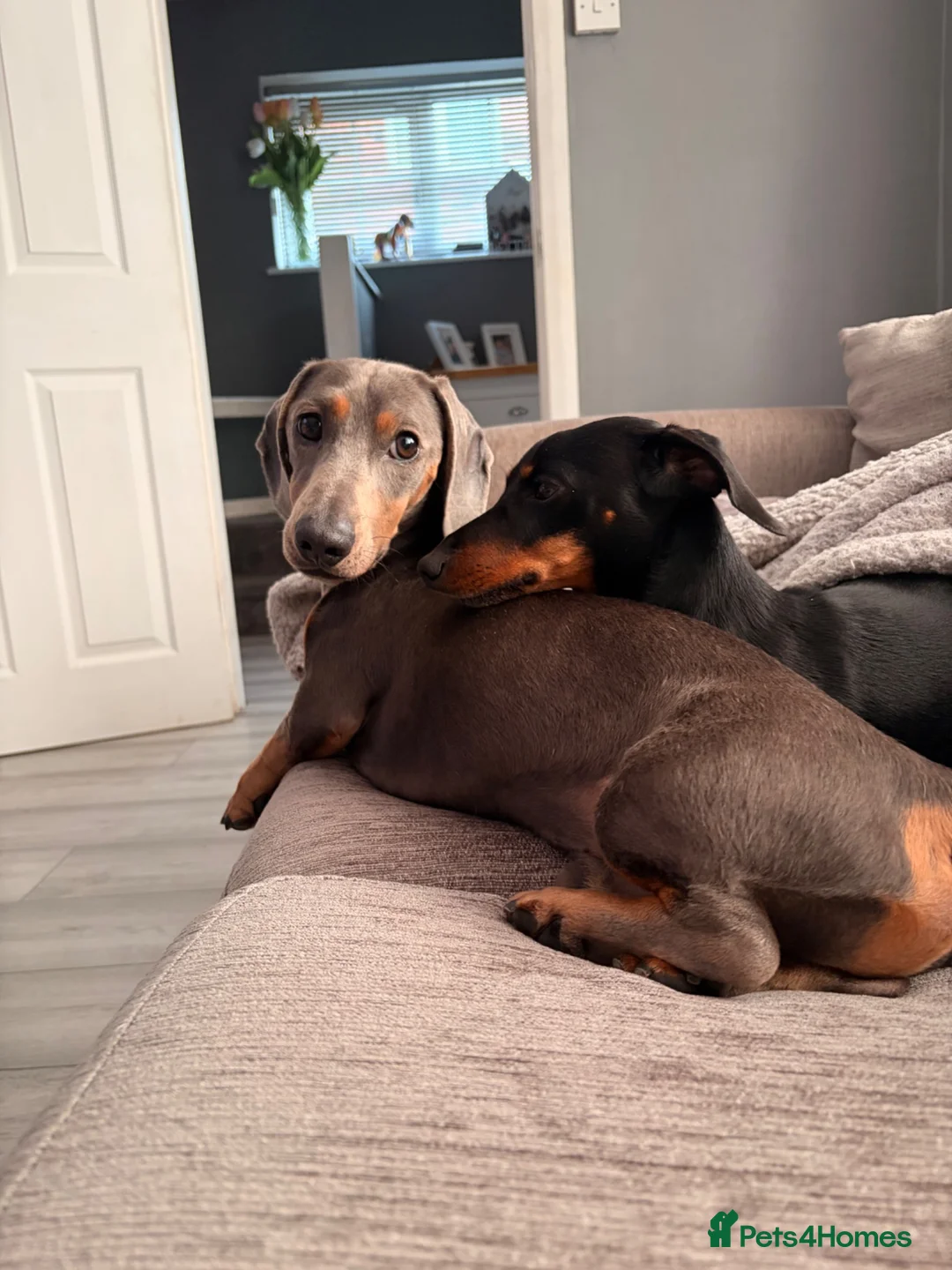 Dachshund dogs for sale: Monty  - Advert 2