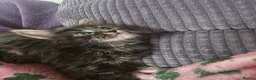 Maine Coon cats for sale: Maine coon kittens - Advert 7