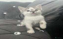 Mixed Breed cats for sale: Lovely kittens - Image 1