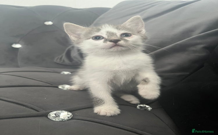 Mixed Breed cats - Advert 8