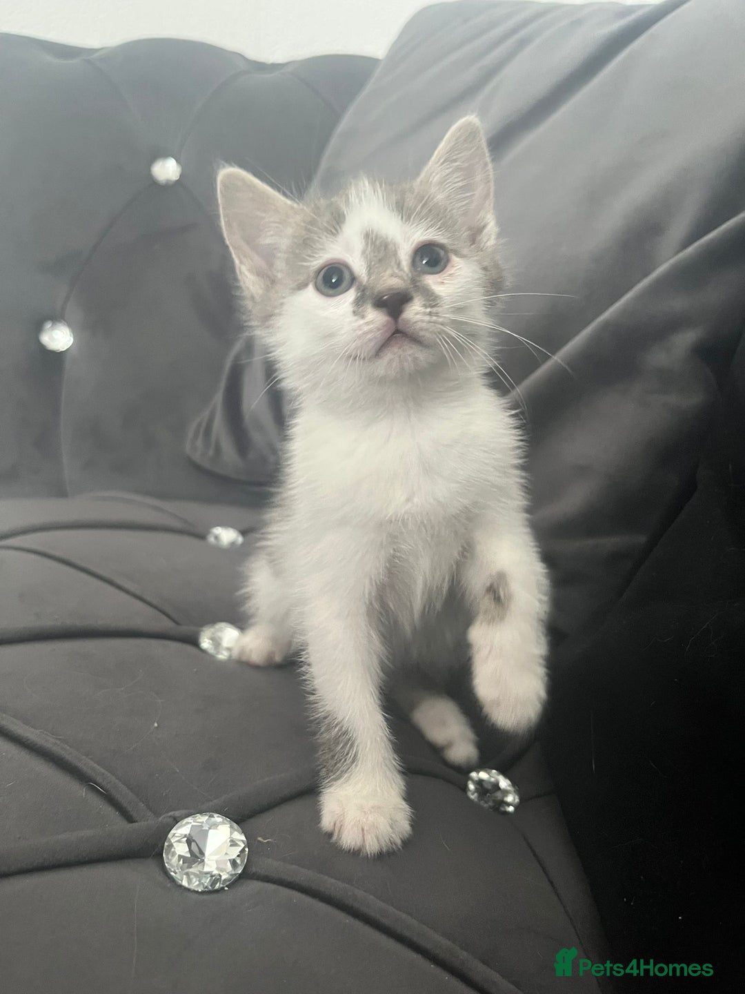 Mixed Breed cats for sale: Lovely kittens - Image 1