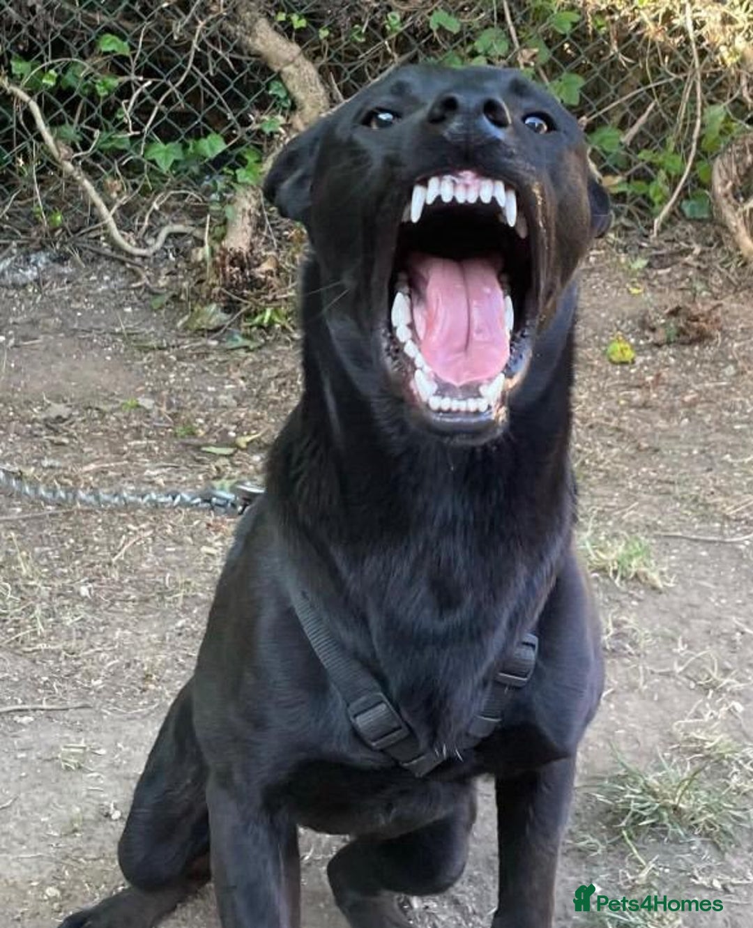 Belgian Shepherd Dog dogs for sale: Herder Bones 🦴 - Advert 25