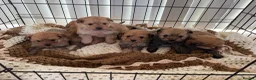 Pomapoo dogs for sale: Pomapoo puppies  - Advert 4