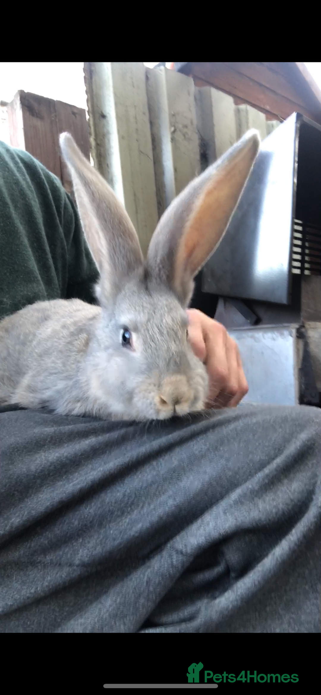 Continental Giant rabbits for sale: Continental giants  - Advert 5