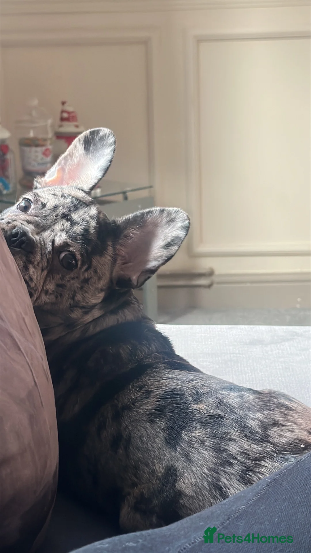 French Bulldog dogs for sale: Merle female French bulldog NELLIE in Shrewsbury - Advert 2