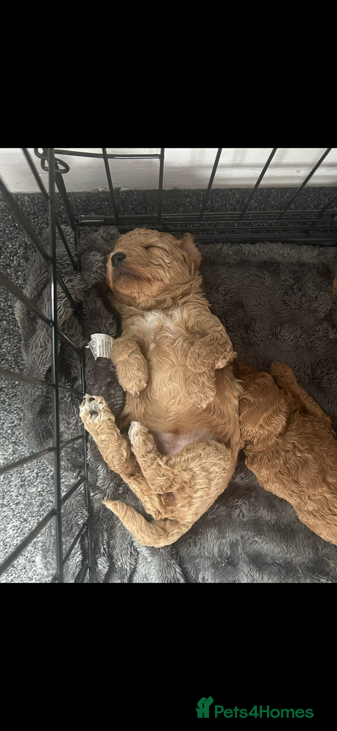 Poochon dogs for sale: Gorgeous litter of F1BB Poochons  - Image 22