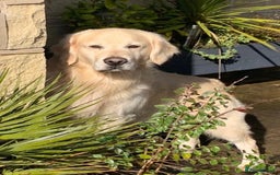 Golden Retriever dogs for sale: Chunky Kc cream golden retriever boys available  - Image 7