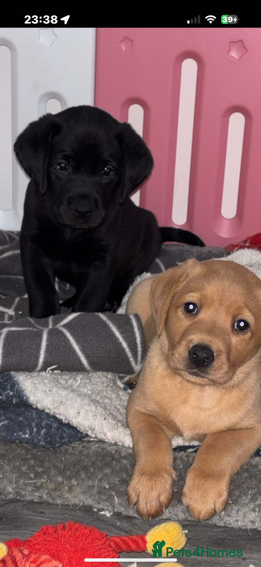 Labrador Retriever dogs for sale: 1 beautiful kc lab - Advert 5