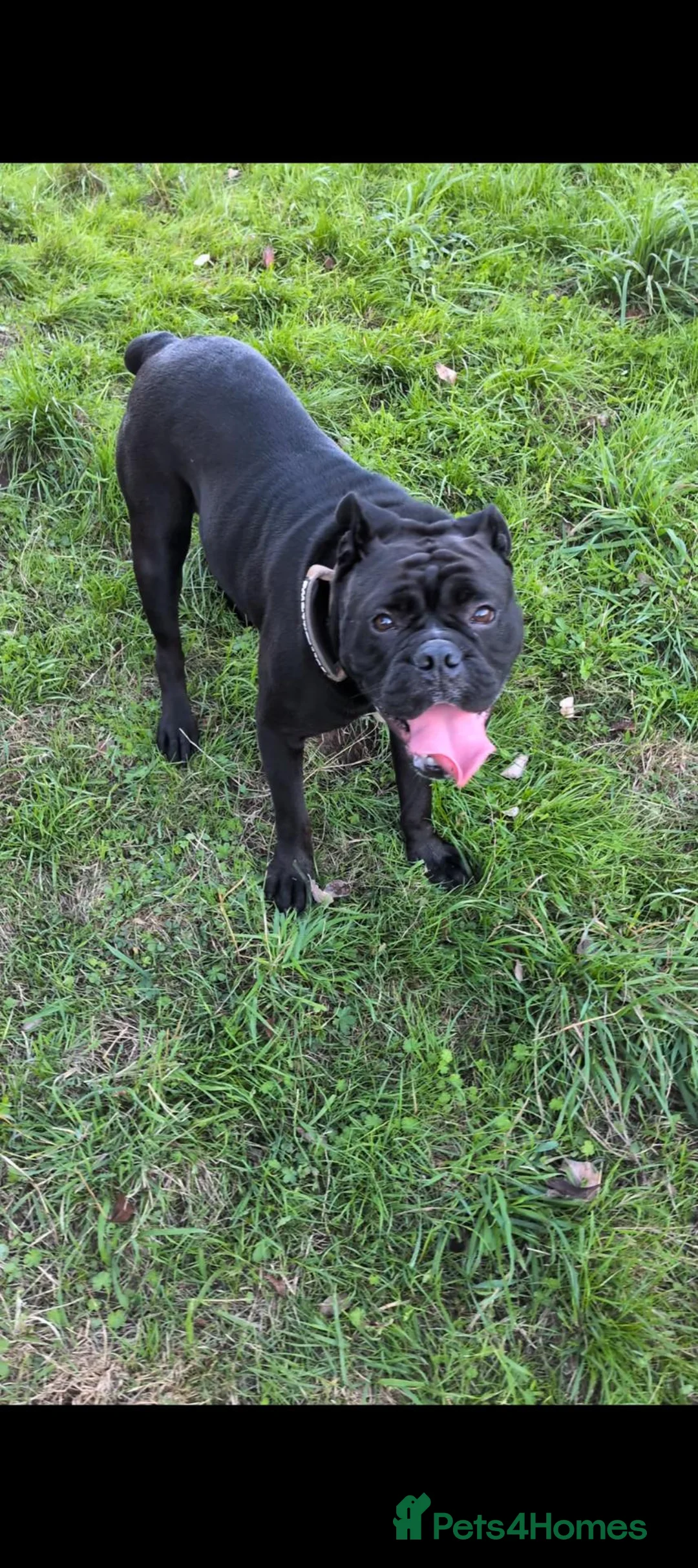 Olde English Bulldogge dogs for sale: Olde English bulldog - Advert 2