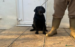 Labrador Retriever dogs for sale: KC Reg Black Labrador Bitch - Image 4