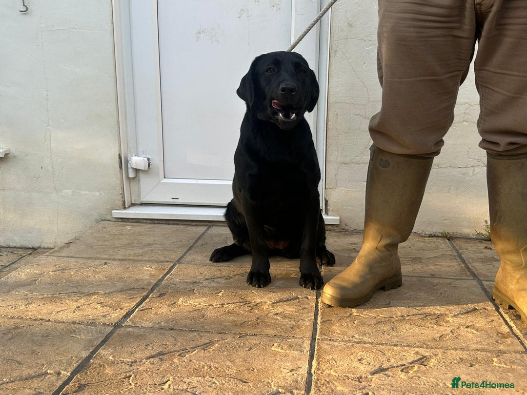 Labrador Retriever dogs for sale: KC Reg Black Labrador Bitch - Image 4