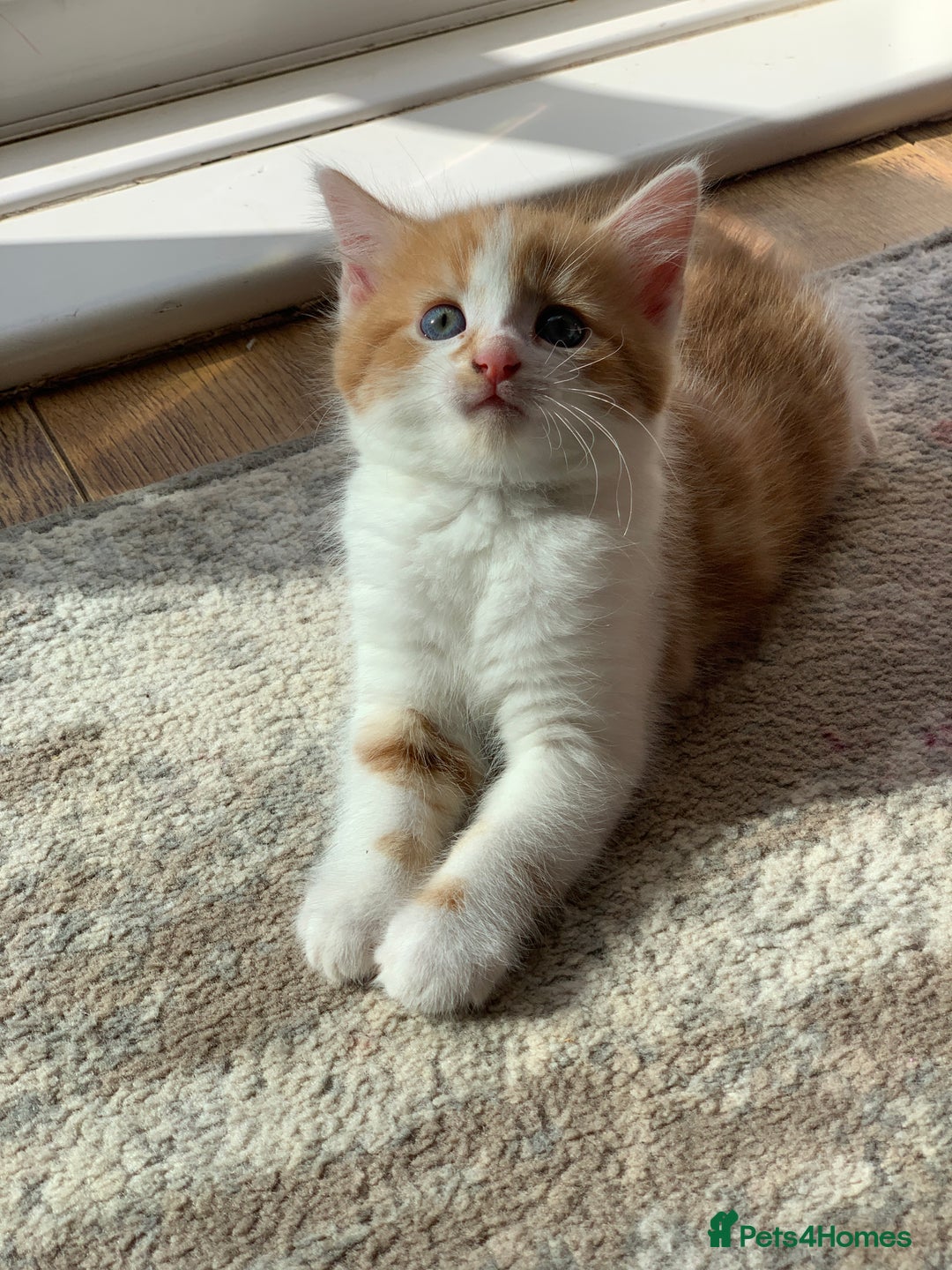European cats for sale: three little girls and a little boy - Image 4