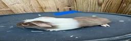 Guinea Pig rodents for sale: Guinea pigs to be reserved  - Advert 7