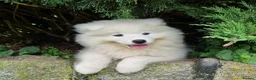 Samoyed dogs for sale: Samoyed puppy KC in Brandon - Advert 7