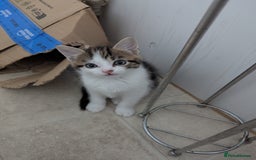 Domestic Shorthair cats for sale: two adorable kittens are looking for a home. - Image 6