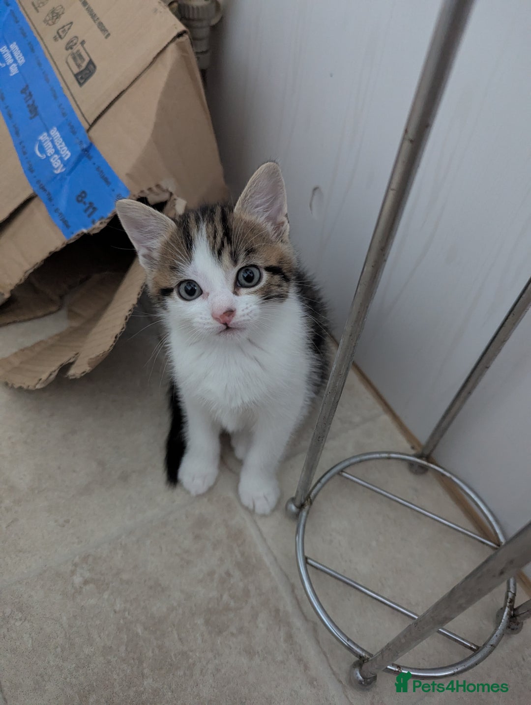Domestic Shorthair cats for sale: two adorable kittens are looking for a home. - Image 6
