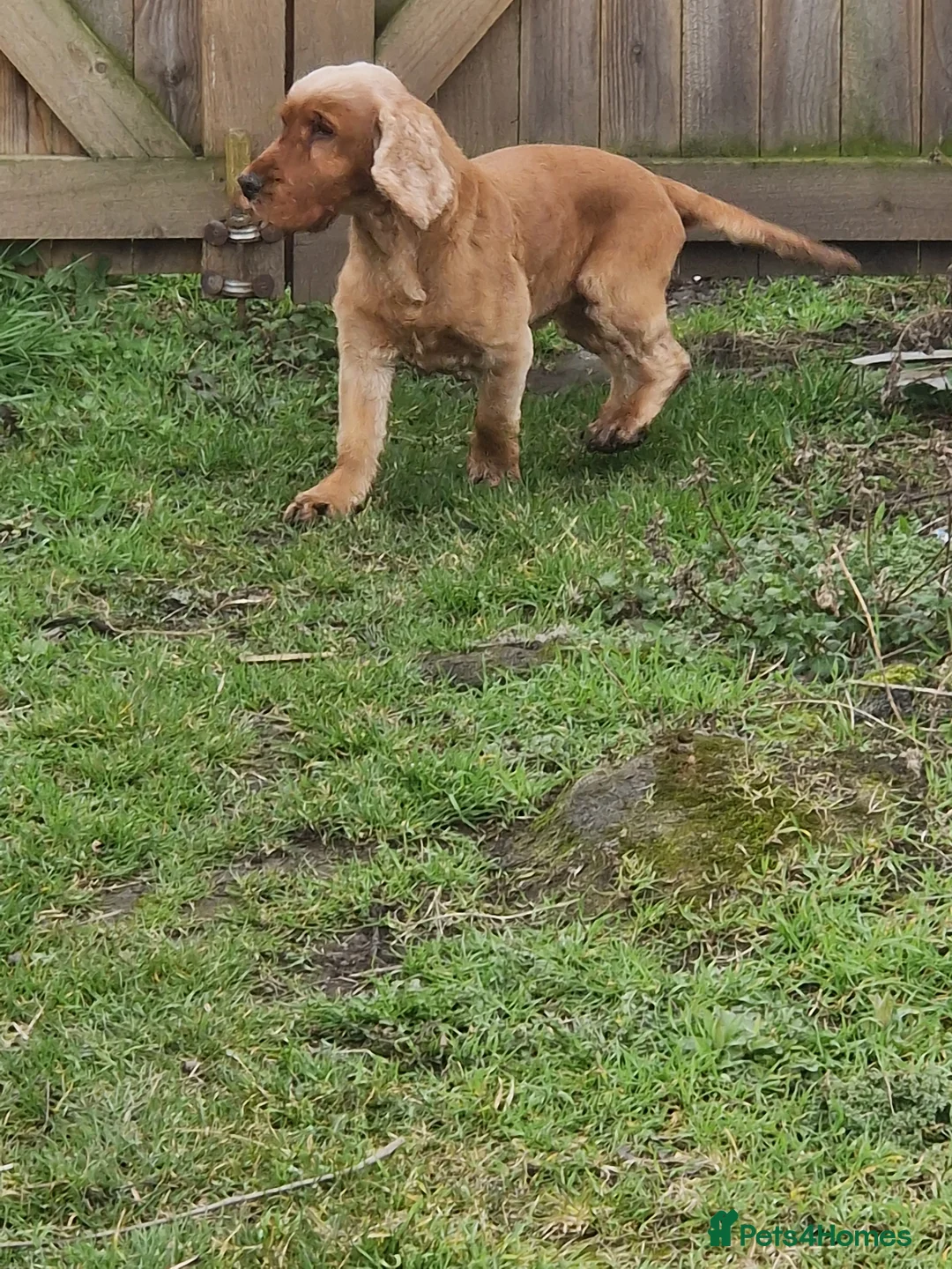 Cocker Spaniel dogs for stud: Golden Show Type Cocker for Stud in Shildon - Advert 8