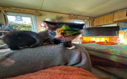 Ragcoon cats for sale: Ragdoll cross Maine coon - Image 14