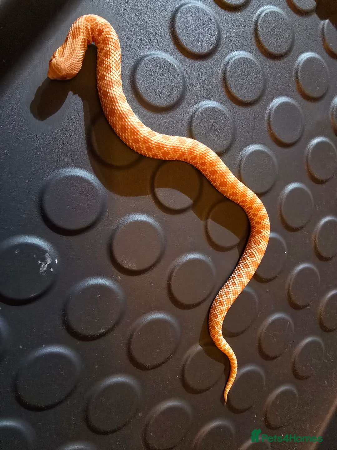 Snake reptiles for sale: Male albino hognose snake  - Advert 6