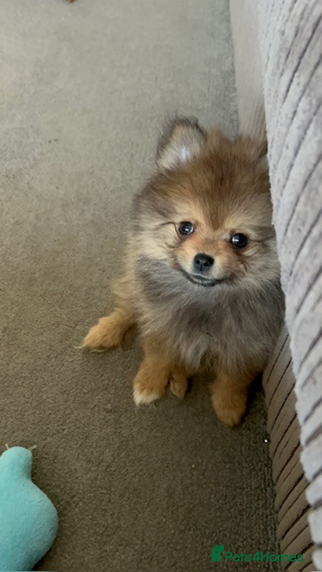 Pomeranian dogs for sale: Tiny Pomeranian Puppies - Advert 13