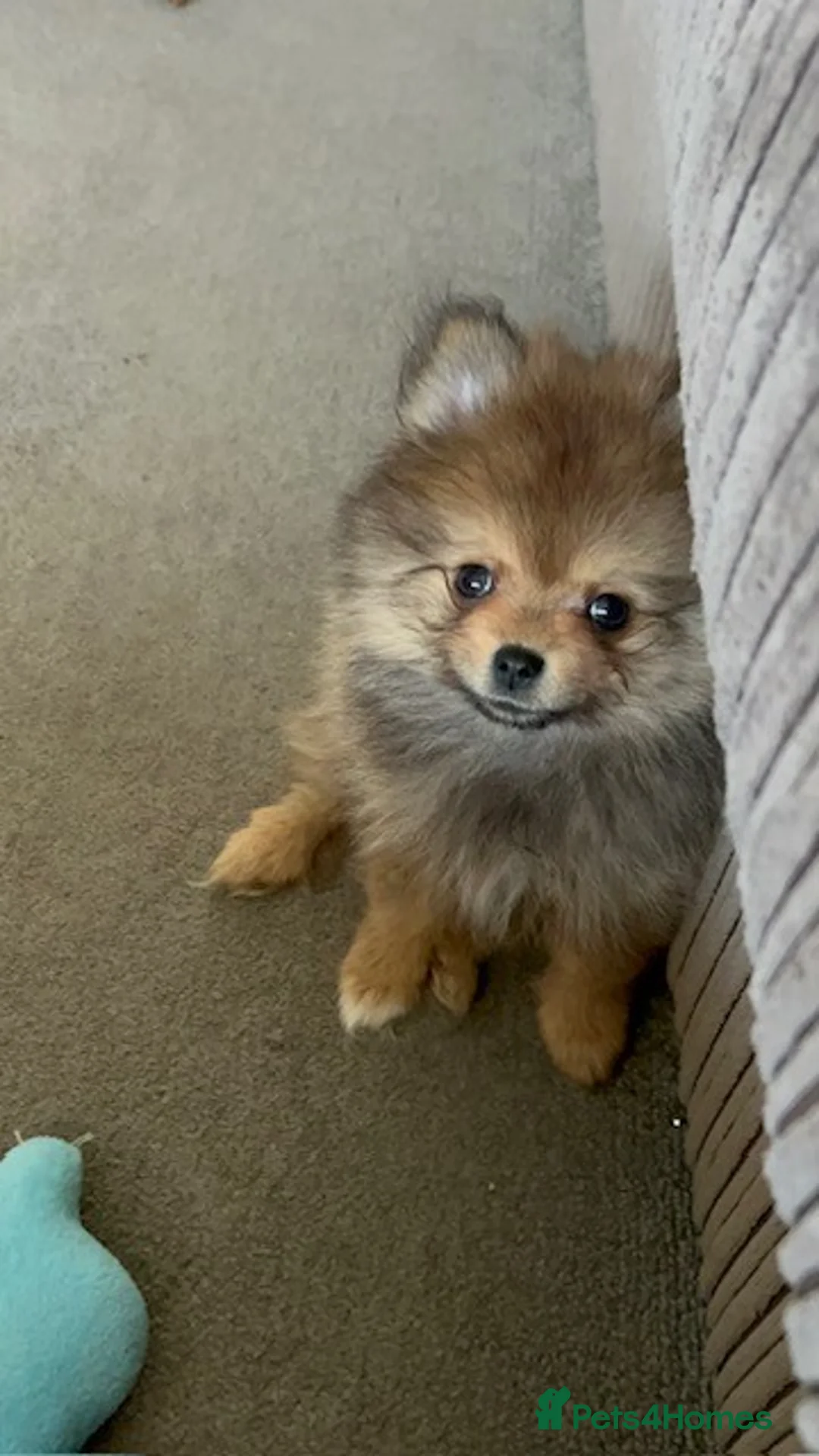 Pomeranian dogs for sale: Tiny Pomeranian Puppies - Advert 13