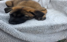 Belgian Shepherd Dog dogs for sale: belguim malinois free training provided - Image 34
