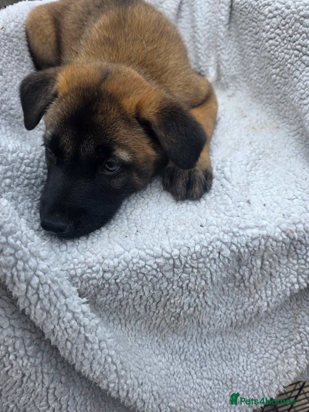 Belgian Shepherd Dog dogs for sale: belguim malinois free training provided - Image 34