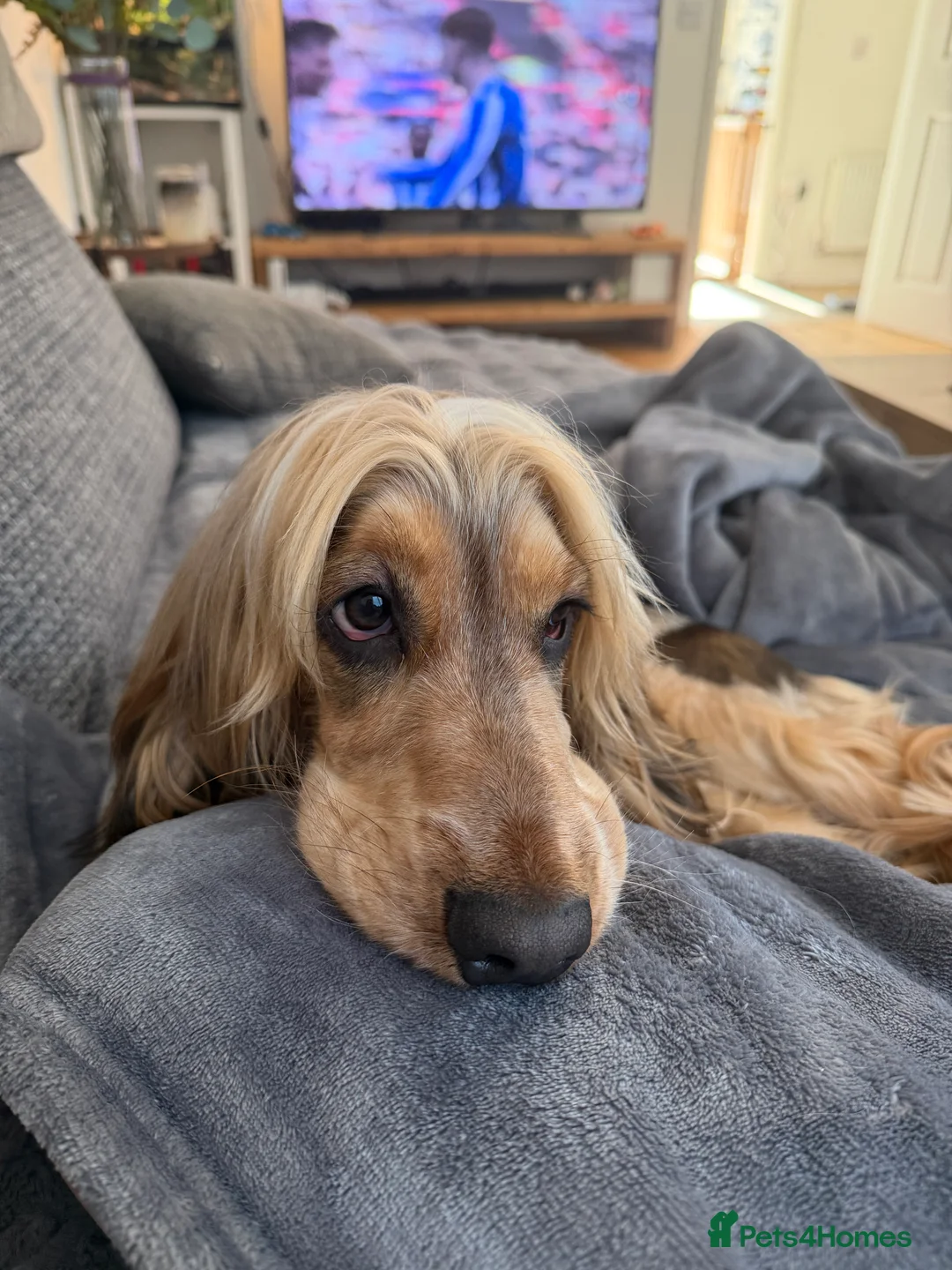 Cocker Spaniel dogs for stud: Rufus - KC sable show cocker - Advert 2