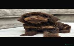Cavapoo dogs for sale: 2 boys left looking for there forever homes - Image 11