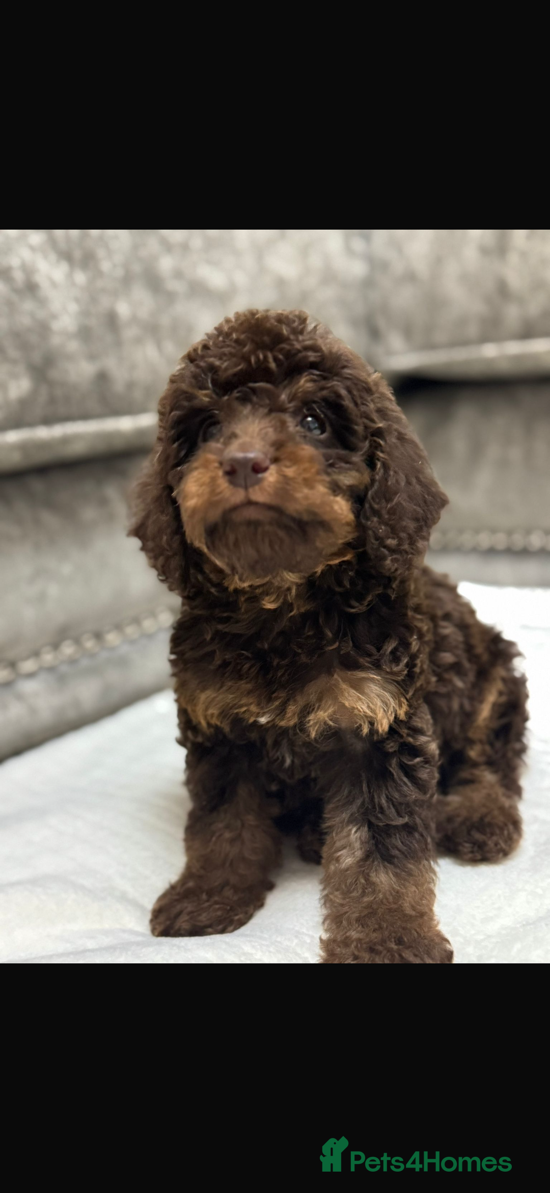 Cavapoo dogs for sale: 2 boys left looking for there forever homes - Image 11