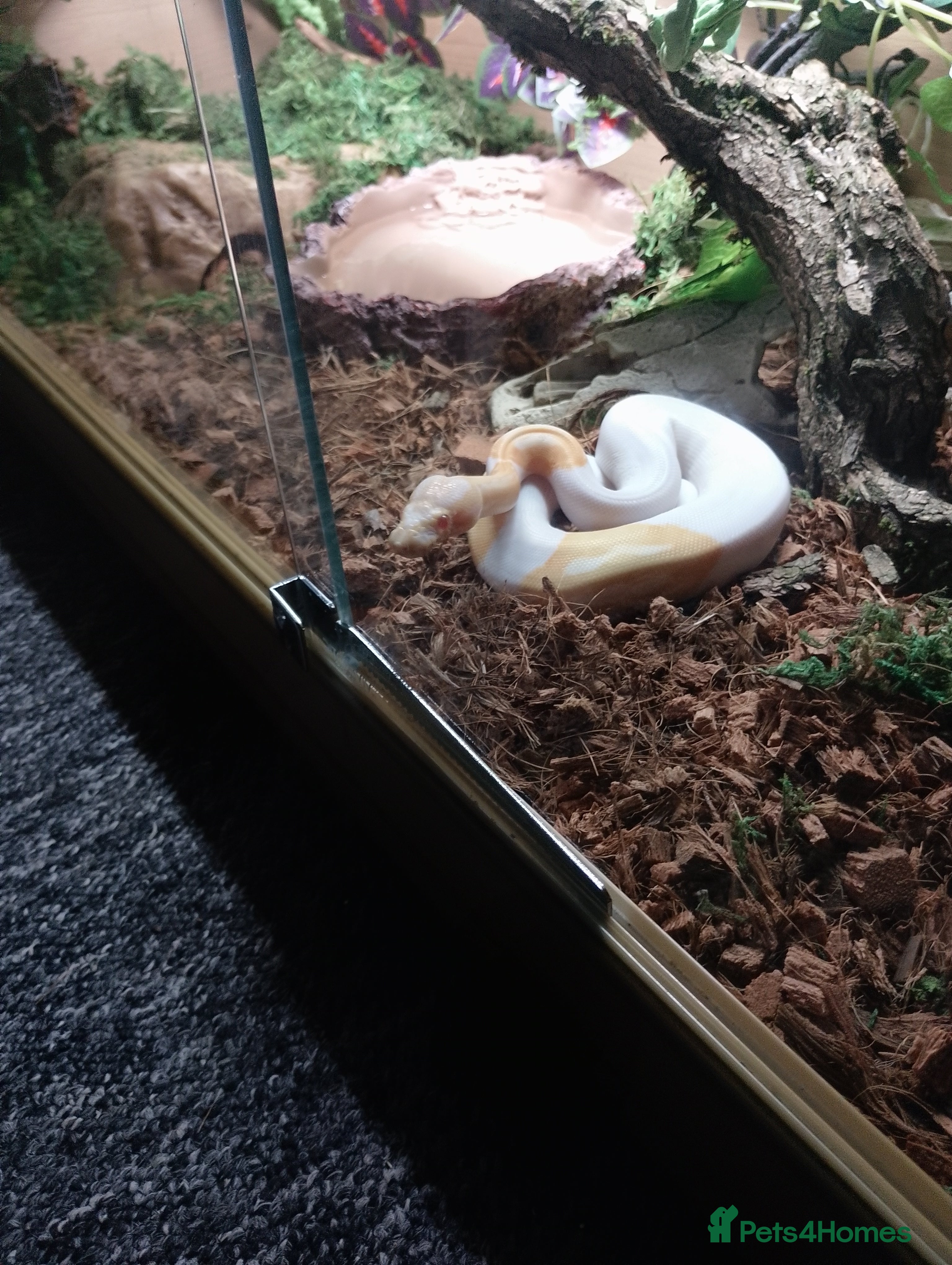 Python Snake reptiles Beautiful Albino Ball Python  - Advert 1
