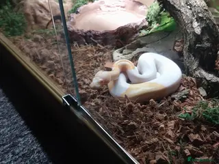 Python Snake reptiles Beautiful Albino Ball Python - Advert 8