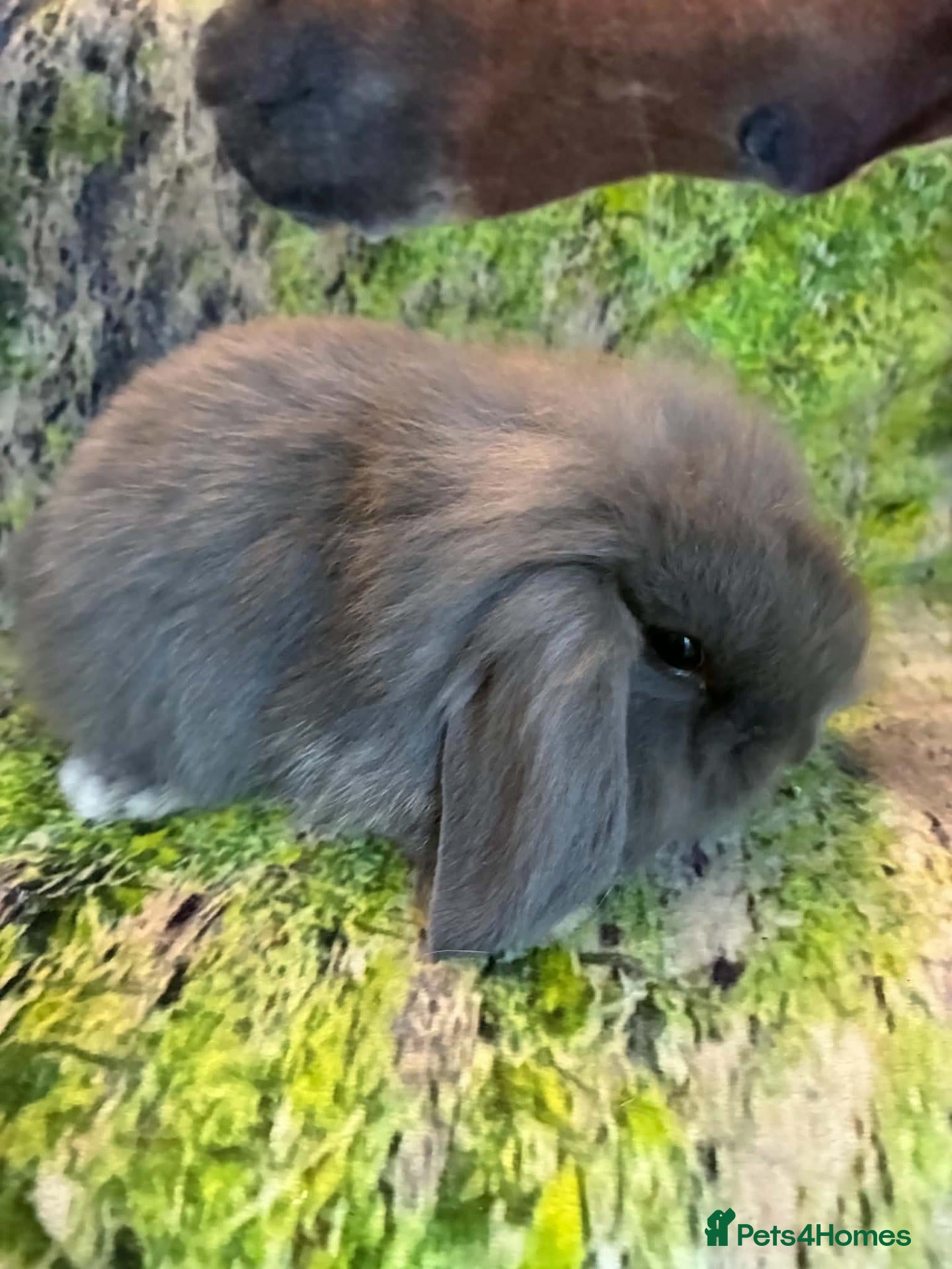 Mini Lop rabbits Beautiful mini Lop Baby Rabbits - Advert 3