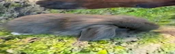 Mini Lop rabbits for sale: Beautiful mini Lop Baby Rabbits - Advert 1